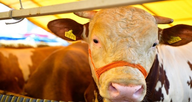 Beylikdüzünde Kurbanlık Satışları Başladı