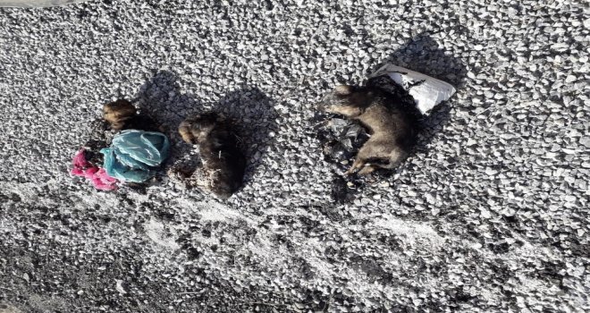 Zifte Yapışan Yavru Köpeklerin İmdadına Belediye Yetişti