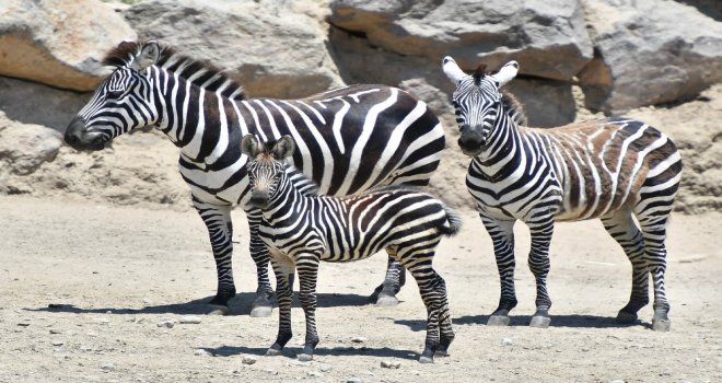 Doğal Yaşamın Yeni Maskotları: Çilli Ve Zilli