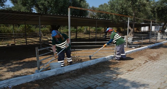 Sökede Kurban Bayramı Öncesinde Hayvan Pazarı Temizlendi