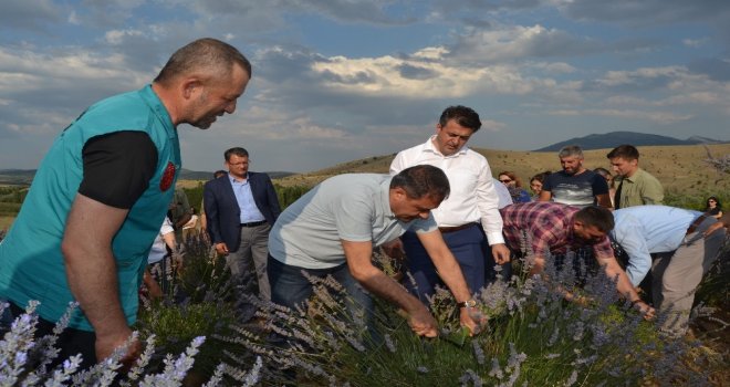 Türkiyenin En Büyük Lavanta Bahçesinde Hasat Zamanı