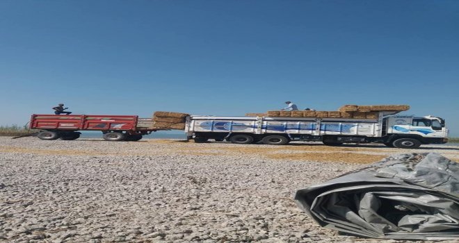 Gölkaşı Adasında Hasat Sona Erdi