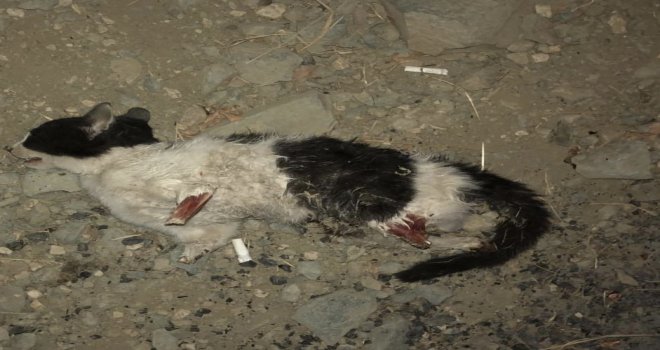 Vicdansızlar Kedinin Dört Bacağını Da Kesti