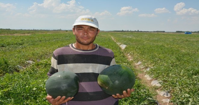 Iğdırda Örtü Altı Karpuz Hasadı Başladı