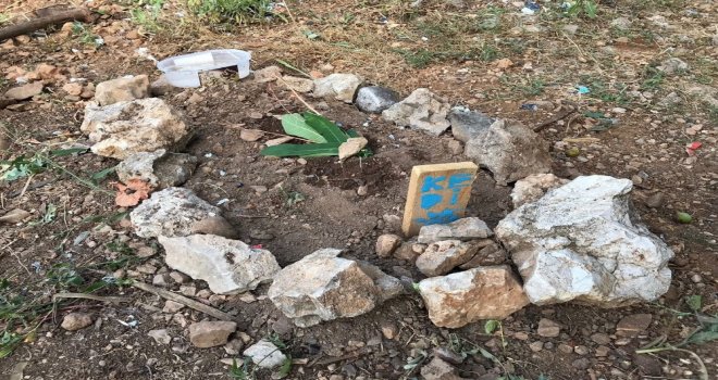 Burdurda Sokak Kedilerinin Zehirlendiği İddiası