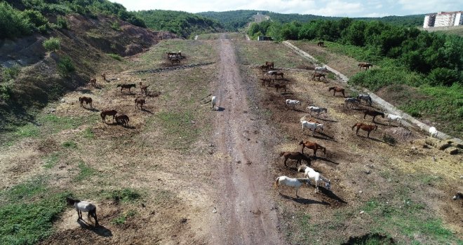 Beykozdaki Atlar Kamyonlarla Şehir Dışına Götürülüyor
