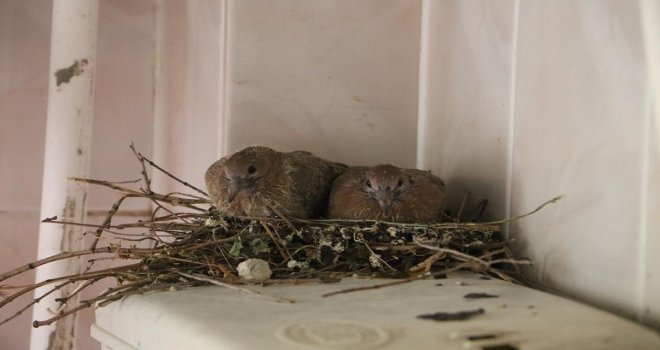 Kumru Helaya Yavruladı