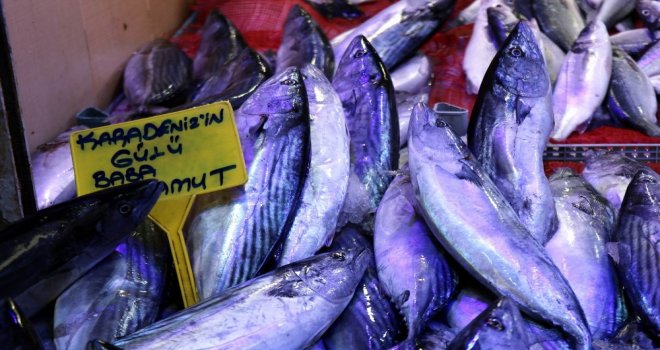 Balık, Karadenizden Ege Ve Akdenize Göç Ediyor