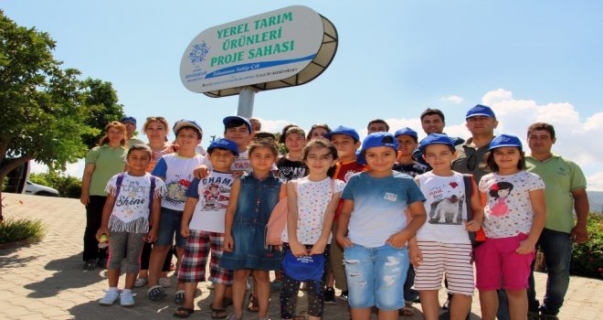 Ata Tohumları Aydın Büyükşehir İle Hayat Buluyor