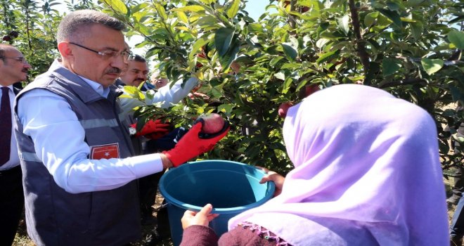 Cumhurbaşkanı Yardımcısı Oktay Örnek Bahçede İşçilerle Elma Hasadı Yaptı