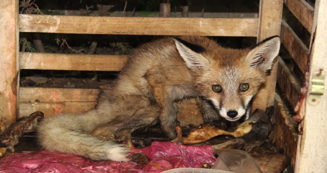 Yaralı Tilki Tedavi Altına Alındı