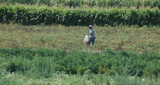 Ankaranın Meşhur Ayaş Domatesinde Üretim Bu Yıl Düştü