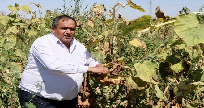 Ziraat Odası Başkanı Koçak: Ülkemiz İçin Milli Ay Çekirdeğini Çitleyin