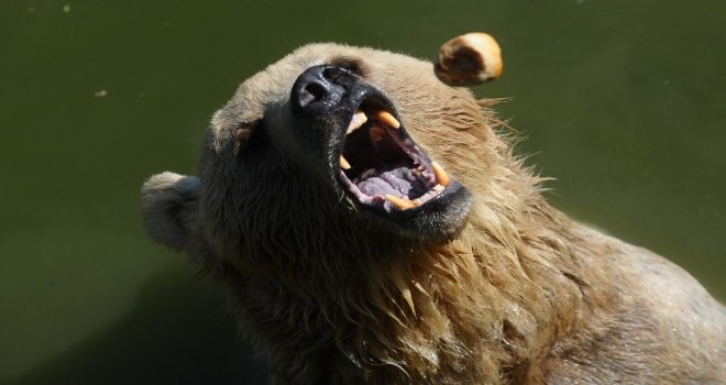 Sıcaktan Bunalan Ayıların Buzlu Meyve Keyfi