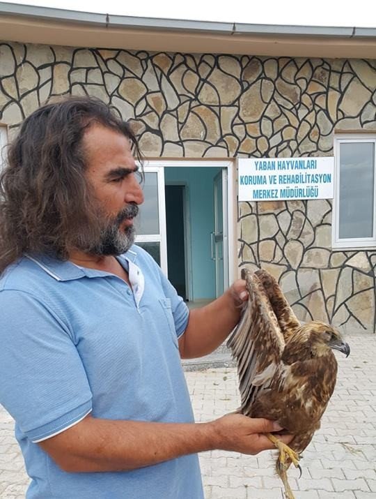 Yaralı Şahin Tedavi Altına Alındı