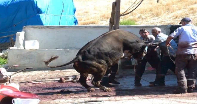 Kurbanlık Boğalar Sahiplerine Zor Anlar Yaşattı