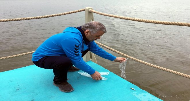 Doğa Yürüyüşünde 120 Bin Pullu Sazan Balığı Suyla Buluşturuldu