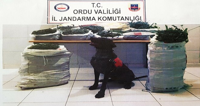 Orduda 26 Kilo Kubar Esrar Ele Geçti