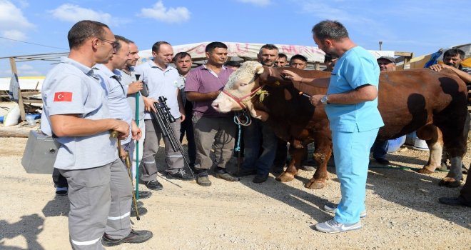 Boğa Yakalama Timi Göreve Hazır