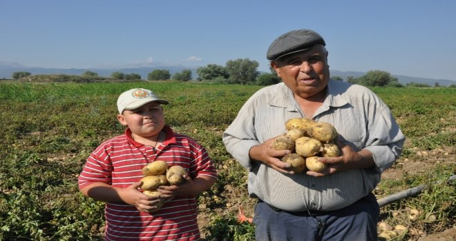 Sandıklıda Yeni Mahsul Patates Hasadı Başladı