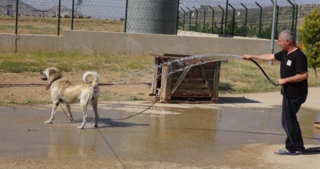 Gerçüşte Sıcaktan Bunalan Hayvanlarını Serinletiyorlar