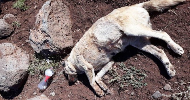 Siverekte 10 Sokak Köpeğini Zehirlediler