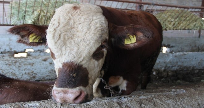 Erzurum Hayvan Pazarında Hareketlilik Artıyor