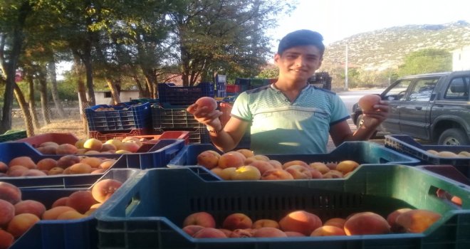 Erikten Sonra Karpuz Ve Şeftali De Dış Pazarda