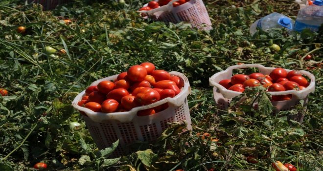 Hastalığın Vurduğu Domateste Bu Yıl Fiyatlar Yükseldi