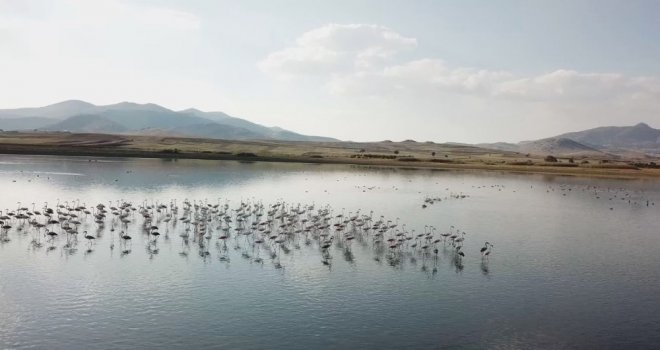 Karataş Ve Çorak Göldeki Su Kuşları Havadan Görüntülendi