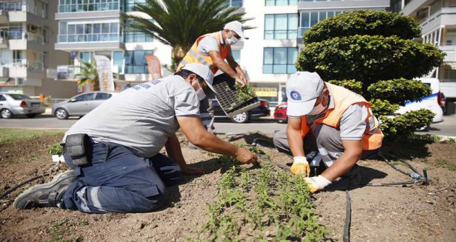 Antalya'da 3 milyon kışlık çiçek toprakla buluşuyor