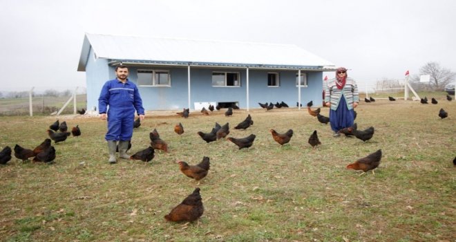 Kocaelinde Genç Çiftçilere Hibe Tavuk Desteği