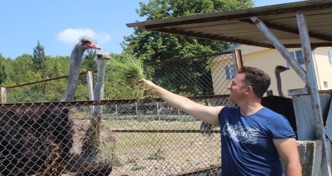 1,5 Ayda Yumurtadan Çıkıyor, Tanesi 500 Liradan Alıcı Buluyor