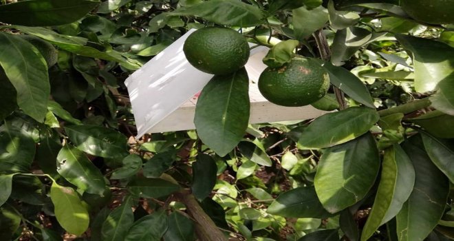 Kozan İlçe Tarım Müdürlüğünden Akdeniz Sineği İle Mücadele