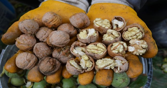 Aydında Ceviz Hasadı Başladı