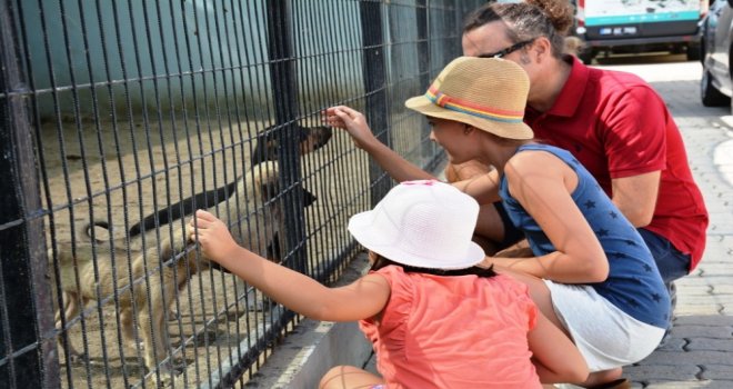 Tekirdağda Sokak Hayvanları İçin “Gel Sahiplen” Kampanyası