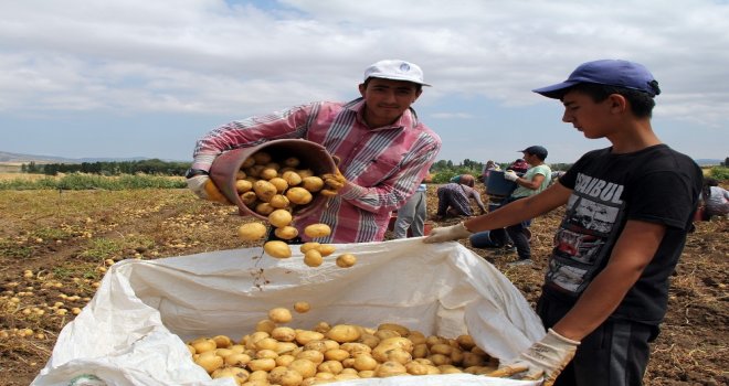 Çorumda Patates Hasadı Başladı