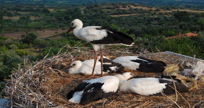 (Özel) Tepedeki Büyük Aile...
