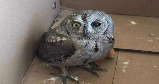 Sıcaktan Halsiz Düşen Baykuş Tedavi Altına Alındı