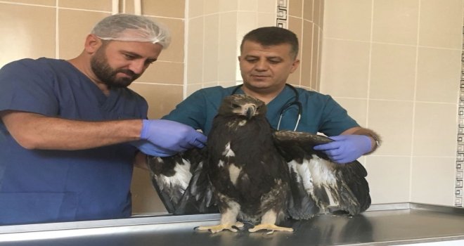 Yaralı Kaya Kartalı Kurtarıldı