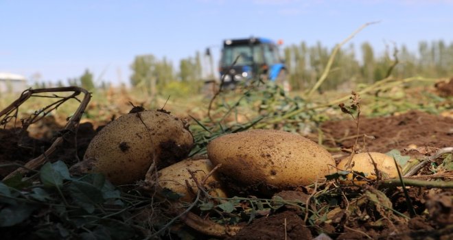 Sivasta 60 Bin Ton Patates Hasadı Bekleniyor