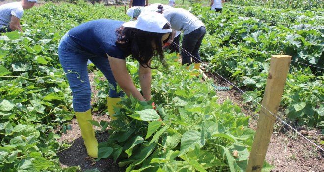 (Özel Haber) Hem Üniversite Okuyor, Hem De Organik Sebze Üretiyorlar