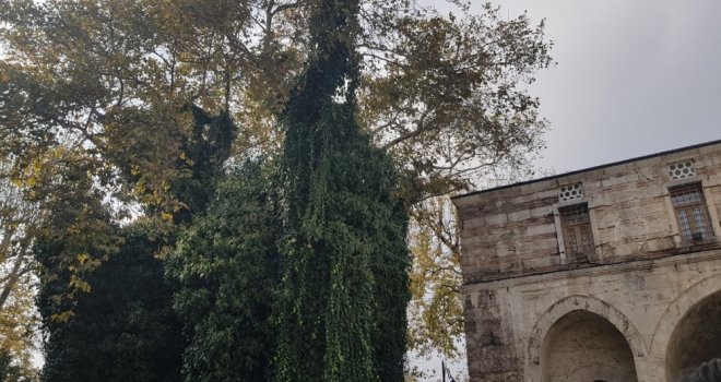 İntihar Etmek İçin Sultanahmet Camiindeki Ağaca Çıktı, Dal Kırılınca Düştü
