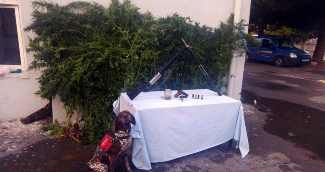 Başkasının Bahçesine Kenevir Eken Uyuşturucu Tacirleri Yakalandı