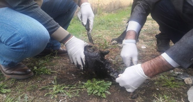 Zifte Bulanan Kaplumbağa Temizlenerek, Bakıma Alındı