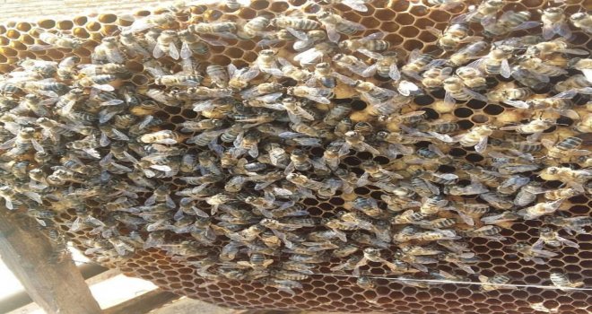 Arıların Sıcak Hava İle Mücadelesi