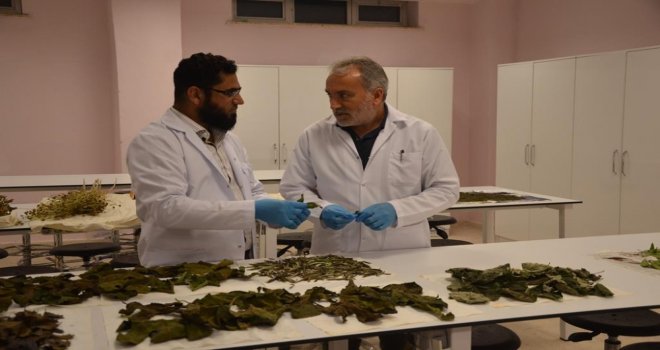 Bartın Üniversitesinin Biyoetanol Projesi Devam Ediyor