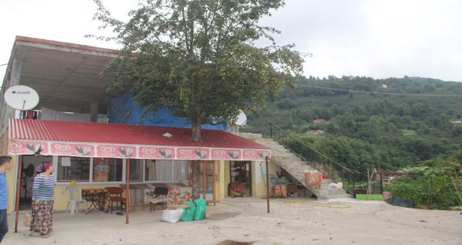 Kesmeye Kıyamadıkları Armut Ağacını Böyle Korumaya Aldılar