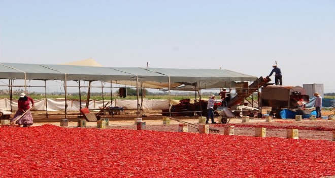Şanlıurfada İsotun Üretim Serüveni Başladı