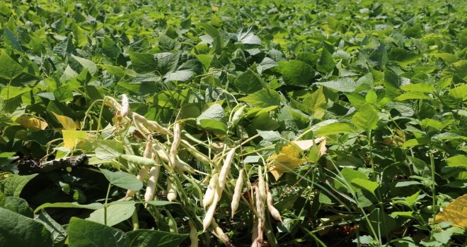 Erzincanda Tarla Günü Düzenlendi